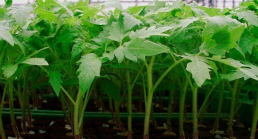 Jak pěstovat sazenice rajčat: užitečná doporučení